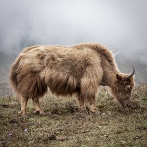yak wool carpets